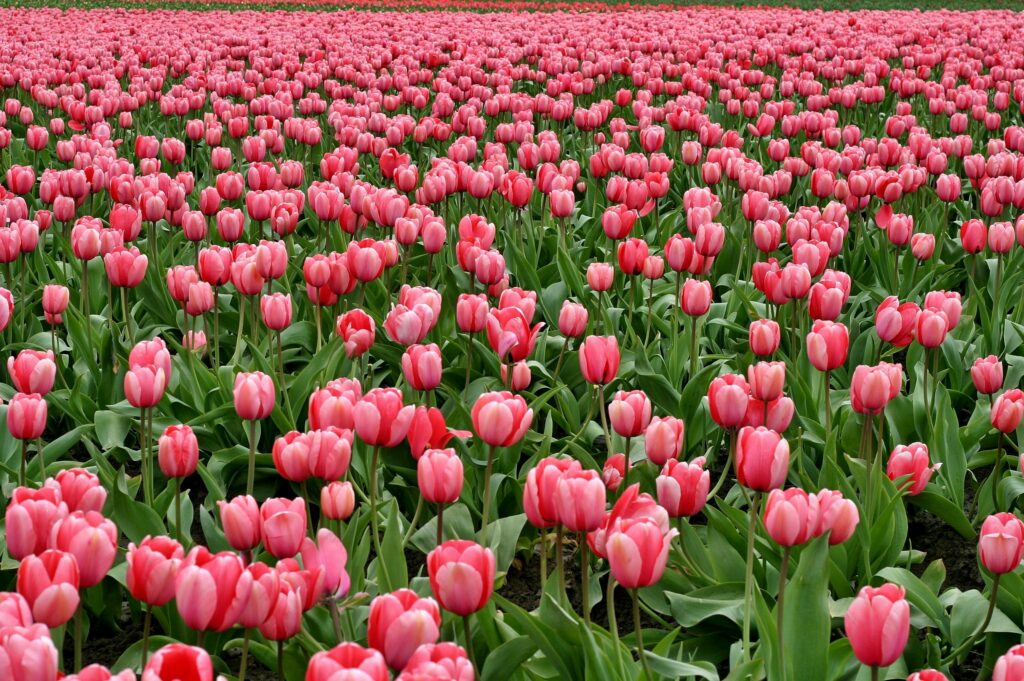 Tulips 2026
